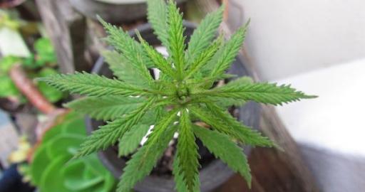 Descarboxilación del cannabis: qué es y cómo se hace- Alchimia