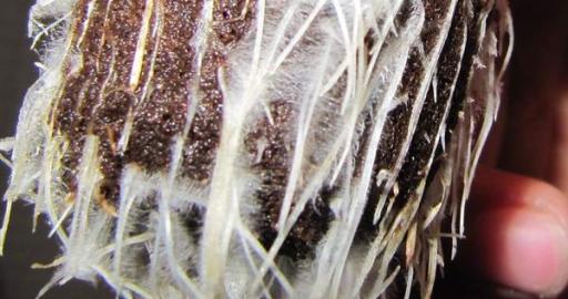 How to use mycorrhizas in cannabis growing