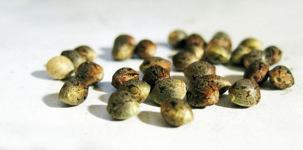Semillas de cannabis en la mano semillas de cáñamo semillas de