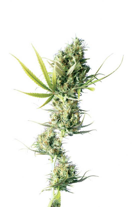 Sensi Seeds Regular Cannabis Seeds For Sale