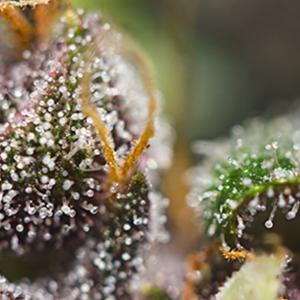 Dark Devil Auto - Buy Sweet Seeds Cannabis Seeds