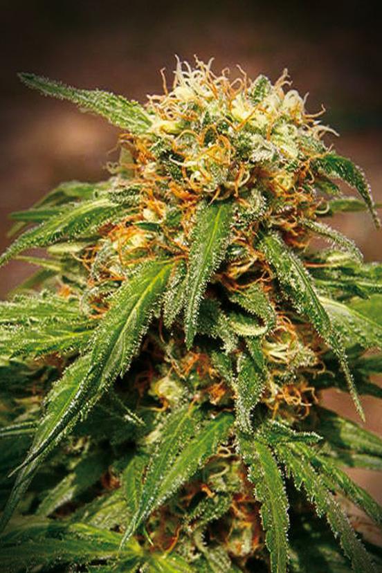 Sweet Cheese - Buy Sweet Seeds cannabis seeds