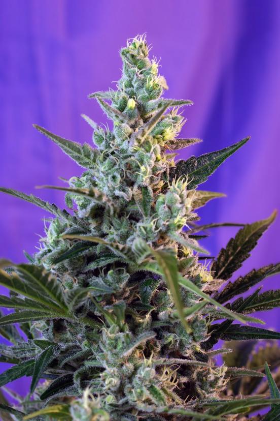 Big Devil Fast Version Buy Sweet Seeds Cannabis Seeds