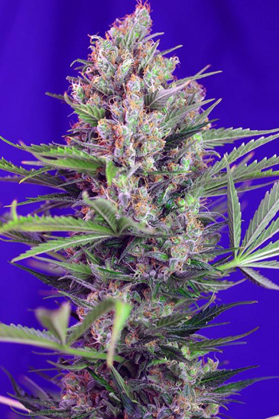 Big Devil Fast Version - Buy Sweet Seeds cannabis seeds