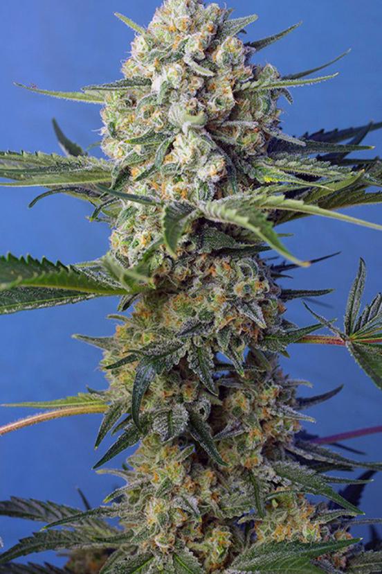 Big Devil Fast Version - Buy Sweet Seeds cannabis seeds