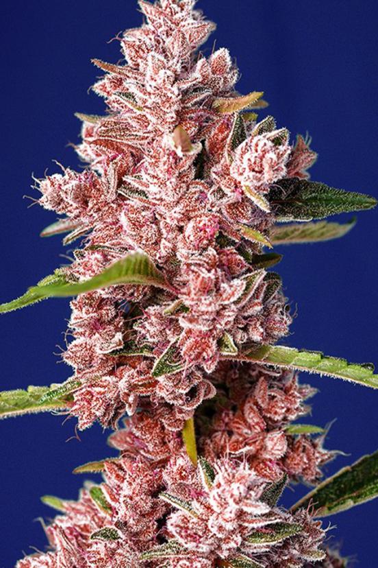 Big Devil Fast Version Buy Sweet Seeds Cannabis Seeds