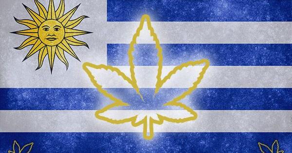 uruguay legalising cannabis marijuana trade