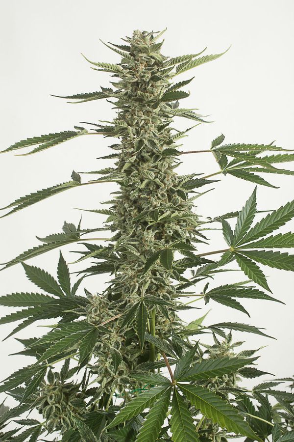 White widow. Вайт видоу. Канабис белая вдова. White Widow канабис. Вайт видоу сорт.