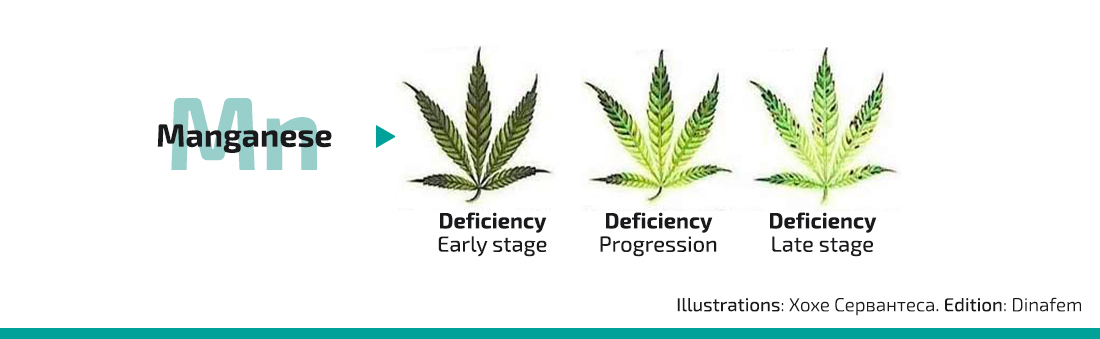 Manganese Vs Magnesium Plants / Identifying Nutritional Deficiencies In Backyard Plants Agriculture And Food - Magnesium is a relatively light metal that is less dense than aluminum.