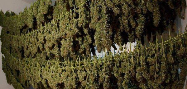 Drying And Curing Of Fresh Cannabis Buds