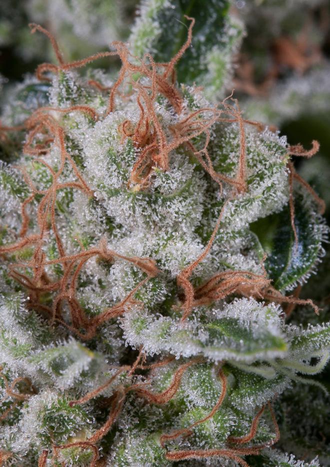 Moby Dick Buy Moby Dick Feminized Cannabis Seeds