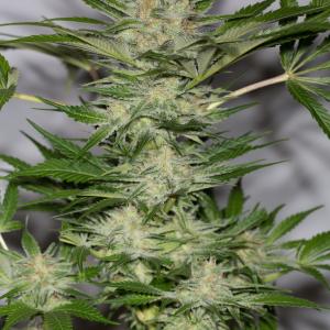 Black D O G Buy Hso Cannabis Seeds