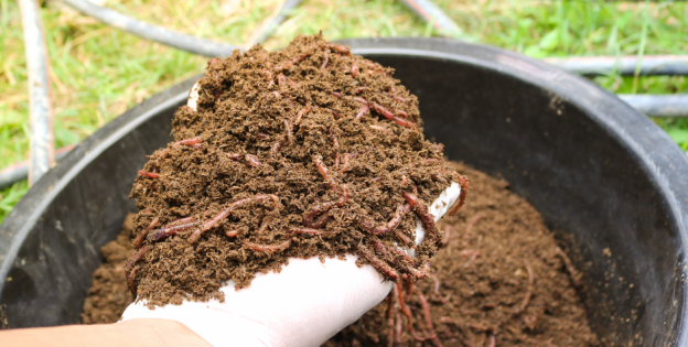 Que Es El Guano Y Como Se Utiliza En El Cultivo De Marihuana