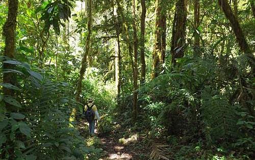 Zamal souche emblematique terroir reunionnais